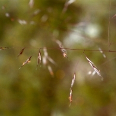 Rytidosperma pallidum (Red-anther Wallaby Grass) at Conder, ACT - 19 Nov 1999 by michaelb