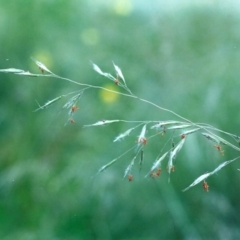 Rytidosperma pallidum (Red-anther Wallaby Grass) at Theodore, ACT - 11 Dec 2005 by michaelb