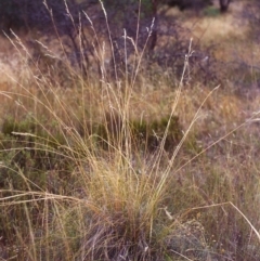 Rytidosperma pallidum (Red-anther Wallaby Grass) at Conder, ACT - 4 Mar 2000 by MichaelBedingfield