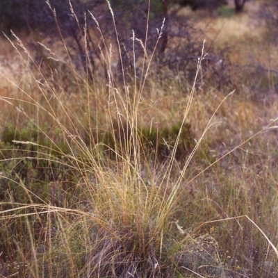 Rytidosperma pallidum (Red-anther Wallaby Grass) at Conder, ACT - 4 Mar 2000 by MichaelBedingfield
