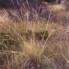 Rytidosperma pallidum (Red-anther Wallaby Grass) at Conder, ACT - 3 Mar 2000 by michaelb