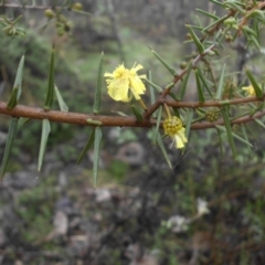 Acacia ulicifolia (Prickly Moses) at Majura, ACT - 23 Jul 2015 by SilkeSma