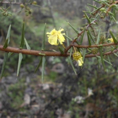 Acacia ulicifolia (Prickly Moses) at Mount Ainslie - 23 Jul 2015 by SilkeSma