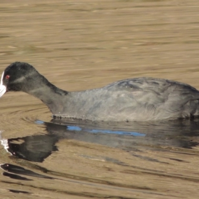 Fulica atra (Eurasian Coot) at Canberra, ACT - 8 Jul 2015 by michaelb