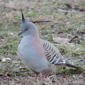 Ocyphaps lophotes at Canberra, ACT - 8 Jul 2015