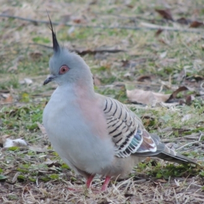 Ocyphaps lophotes (Crested Pigeon) at Canberra, ACT - 8 Jul 2015 by MichaelBedingfield