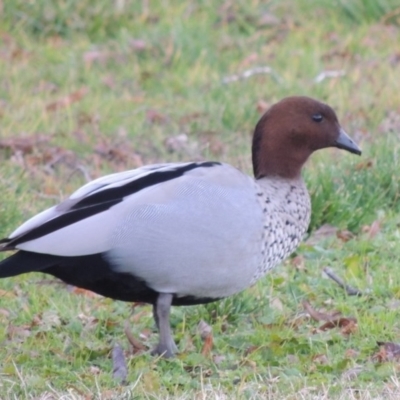 Chenonetta jubata (Australian Wood Duck) at Canberra, ACT - 8 Jul 2015 by MichaelBedingfield