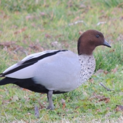 Chenonetta jubata (Australian Wood Duck) at Canberra, ACT - 8 Jul 2015 by michaelb