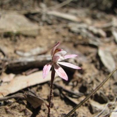 Caladenia fuscata (Dusky Fingers) at Percival Hill - 20 Sep 2008 by gavinlongmuir