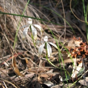 Caladenia ustulata at Nicholls, ACT - 14 Oct 2010