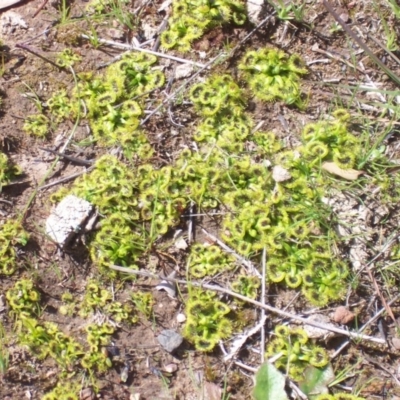 Drosera sp. (A Sundew) at Nicholls, ACT - 13 Sep 2003 by gavinlongmuir