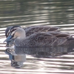 Anas superciliosa (Pacific Black Duck) at Canberra, ACT - 8 Jul 2015 by MichaelBedingfield
