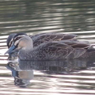Anas superciliosa (Pacific Black Duck) at Canberra, ACT - 8 Jul 2015 by MichaelBedingfield