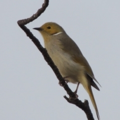 Ptilotula penicillata (White-plumed Honeyeater) at Paddys River, ACT - 20 Jul 2015 by michaelb