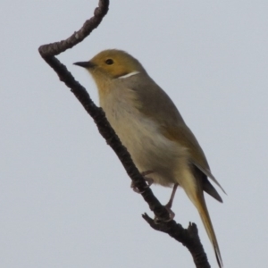 Ptilotula penicillata at Paddys River, ACT - 20 Jul 2015 06:35 PM