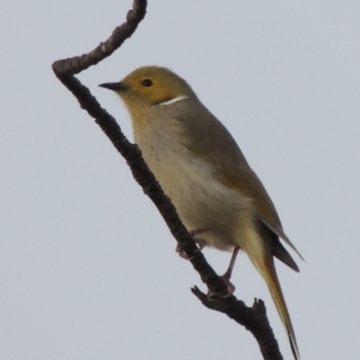 Ptilotula penicillata (White-plumed Honeyeater) at Paddys River, ACT - 20 Jul 2015 by michaelb