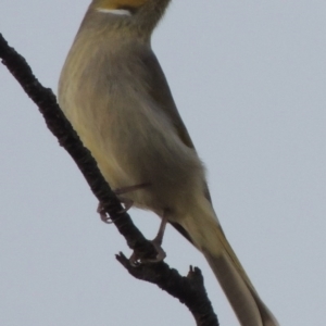 Ptilotula penicillata at Paddys River, ACT - 20 Jul 2015