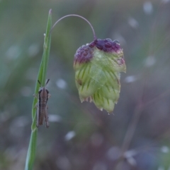 Briza maxima (Quaking Grass, Blowfly Grass) at Black Mountain - 15 Oct 2014 by KenT