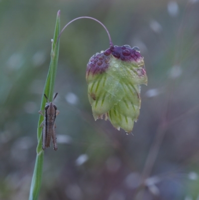 Briza maxima (Quaking Grass, Blowfly Grass) at Black Mountain - 15 Oct 2014 by KenT