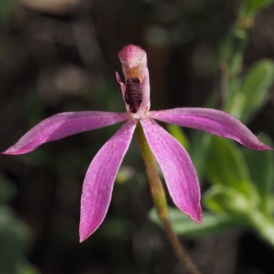 Caladenia congesta (Pink Caps) at Acton, ACT - 25 Oct 2014 by KenT