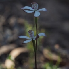 Caladenia moschata (Musky Caps) at Canberra Central, ACT - 11 Oct 2014 by KenT