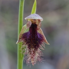 Calochilus platychilus (Purple Beard Orchid) at Molonglo Valley, ACT - 17 Oct 2014 by KenT