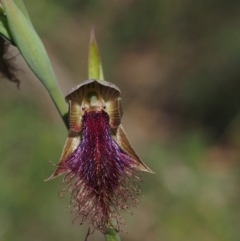 Calochilus platychilus (Purple Beard Orchid) at Black Mountain - 25 Oct 2014 by KenT