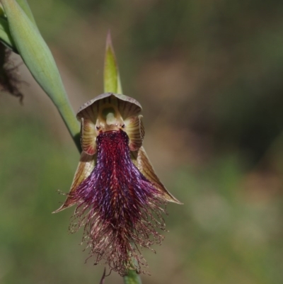 Calochilus platychilus (Purple Beard Orchid) at Acton, ACT - 25 Oct 2014 by KenT