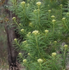 Cassinia longifolia (Shiny Cassinia, Cauliflower Bush) at Canberra Central, ACT - 6 Nov 2014 by KenT