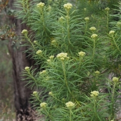 Cassinia longifolia (Shiny Cassinia, Cauliflower Bush) at Canberra Central, ACT - 5 Nov 2014 by KenT