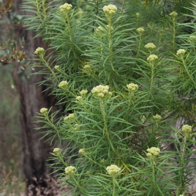 Cassinia longifolia (Shiny Cassinia, Cauliflower Bush) at Canberra Central, ACT - 6 Nov 2014 by KenT
