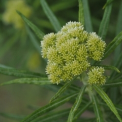 Cassinia longifolia at Canberra Central, ACT - 6 Nov 2014