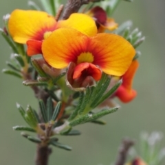 Dillwynia sericea (Egg And Bacon Peas) at Canberra Central, ACT - 6 Nov 2014 by KenT
