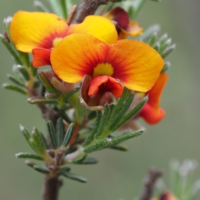 Dillwynia sericea (Egg And Bacon Peas) at Canberra Central, ACT - 5 Nov 2014 by KenT