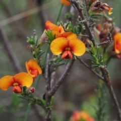 Dillwynia sericea at Canberra Central, ACT - 6 Nov 2014