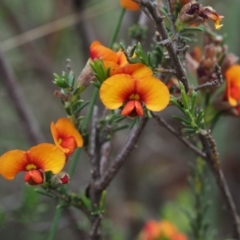 Dillwynia sericea at Canberra Central, ACT - 6 Nov 2014 08:05 AM