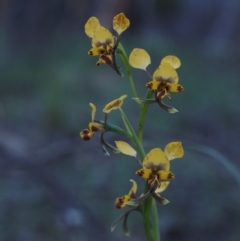 Diuris pardina (Leopard Doubletail) at Black Mountain - 11 Oct 2014 by KenT