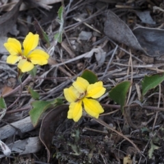 Goodenia hederacea subsp. hederacea (Ivy Goodenia, Forest Goodenia) at Canberra Central, ACT - 6 Nov 2014 by KenT