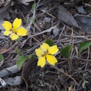 Goodenia hederacea subsp. hederacea at Canberra Central, ACT - 6 Nov 2014