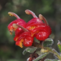 Grevillea alpina (Mountain Grevillea / Cat's Claws Grevillea) at Canberra Central, ACT - 15 Oct 2014 by KenT
