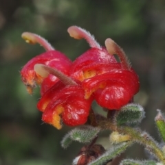 Grevillea alpina (Mountain Grevillea / Cat's Claws Grevillea) at Black Mountain - 15 Oct 2014 by KenT