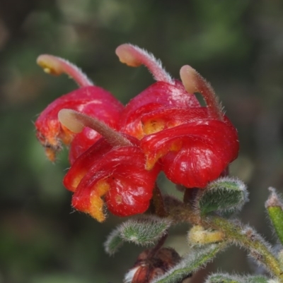 Grevillea alpina (Mountain Grevillea / Cat's Claws Grevillea) at Black Mountain - 15 Oct 2014 by KenT