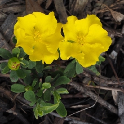 Hibbertia obtusifolia (Grey Guinea-flower) at Acton, ACT - 26 Oct 2014 by KenT