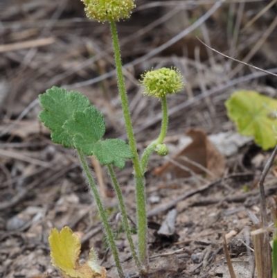 Hydrocotyle laxiflora (Stinking Pennywort) at Black Mountain - 5 Nov 2014 by KenT