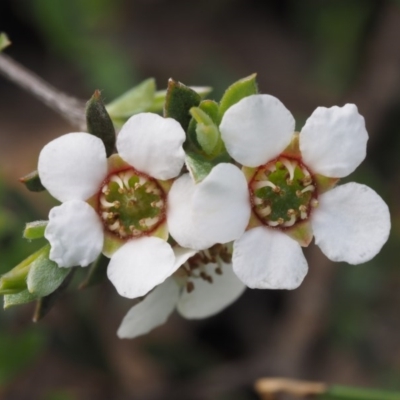 Gaudium multicaule (Teatree) at Black Mountain - 17 Oct 2014 by KenT