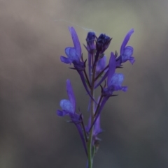 Linaria pelisseriana (Pelisser's Toadflax) at Black Mountain - 11 Oct 2014 by KenT