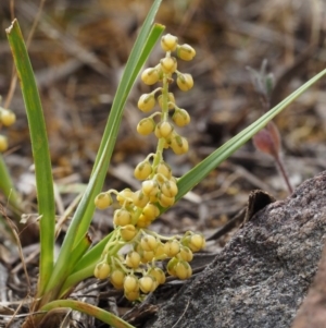 Lomandra filiformis subsp. coriacea at Canberra Central, ACT - 6 Nov 2014