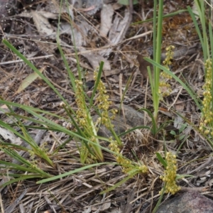 Lomandra filiformis subsp. coriacea at Canberra Central, ACT - 6 Nov 2014