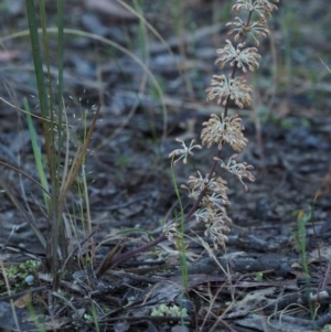 Lomandra multiflora at Canberra Central, ACT - 18 Oct 2014