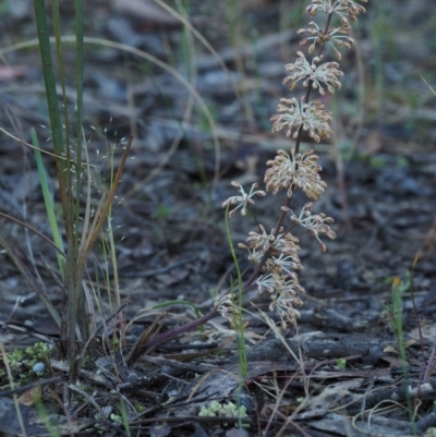 Lomandra multiflora (Many-flowered Matrush) at Canberra Central, ACT - 18 Oct 2014 by KenT